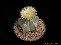 Astrophytum cv. HAKUUM 1298